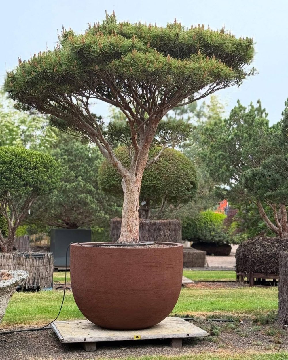 Garten & Wohnen Terracotta Keramik modern